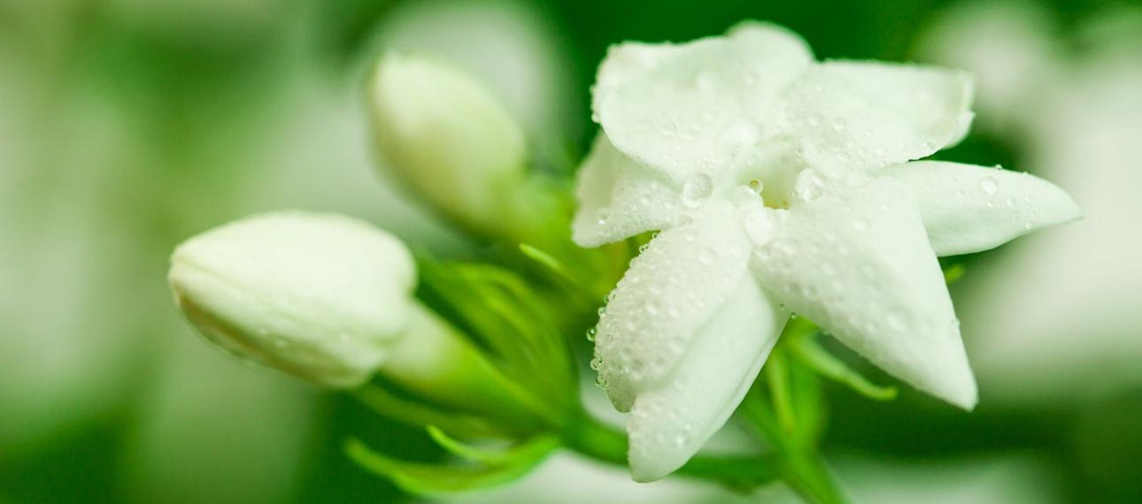 Jasmin-doterra-Gabriele Gobelius1